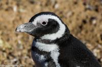 © Copyright - Raphael Kessler 2014 - Argentina - Punto Tombo - Magellan penguin
