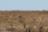 © Copyright - Raphael Kessler 2014 - Argentina - Punto Tombo - Falcon