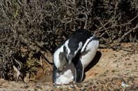 © Copyright - Raphael Kessler 2014 - Argentina - Punto Tombo - Magellan penguin