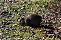 © Copyright - Raphael Kessler 2014 - Argentina - Punto Tombo