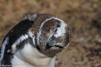 © Copyright - Raphael Kessler 2014 - Argentina - Punto Tombo - Magellan penguin