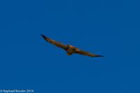 © Copyright - Raphael Kessler 2014 - Argentina - Punto Tombo - Falcon