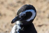 © Copyright - Raphael Kessler 2014 - Argentina - Punto Tombo - Magellan penguin