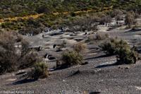 © Copyright - Raphael Kessler 2014 - Argentina - Punto Tombo - Magellan penguin