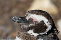 © Copyright - Raphael Kessler 2014 - Argentina - Punto Tombo - Magellan penguin