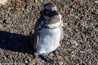 © Copyright - Raphael Kessler 2014 - Argentina - Punto Tombo - Magellan penguin