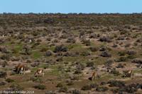 © Copyright - Raphael Kessler 2014 - Argentina - Punto Tombo - Guanaco