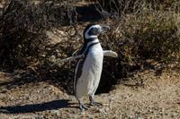 © Copyright - Raphael Kessler 2014 - Argentina - Punto Tombo - Magellan penguin