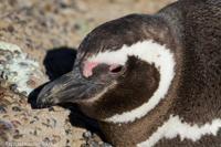 © Copyright - Raphael Kessler 2014 - Argentina - Punto Tombo - Magellan penguin