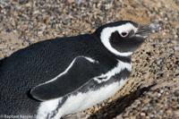 © Copyright - Raphael Kessler 2014 - Argentina - Punto Tombo - Magellan penguin