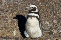 © Copyright - Raphael Kessler 2014 - Argentina - Punto Tombo - Magellan penguin
