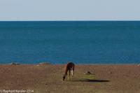 © Copyright - Raphael Kessler 2014 - Argentina - Punto Tombo - Guanaco