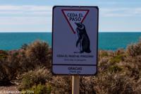© Copyright - Raphael Kessler 2014 - Argentina - Punto Tombo - Magellan penguin