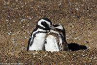 © Copyright - Raphael Kessler 2014 - Argentina - Punto Tombo - Magellan penguin