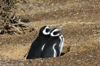 © Copyright - Raphael Kessler 2014 - Argentina - Punto Tombo - Magellan penguin