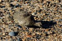 © Copyright - Raphael Kessler 2014 - Argentina - Punto Tombo