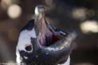 © Copyright - Raphael Kessler 2014 - Argentina - Punto Tombo - Magellan penguin