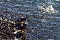 © Copyright - Raphael Kessler 2014 - Argentina - Punto Tombo