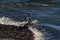 © Copyright - Raphael Kessler 2014 - Argentina - Punto Tombo - Magellan penguin