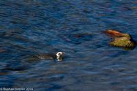 © Copyright - Raphael Kessler 2014 - Argentina - Punto Tombo - Magellan penguin