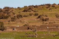© Copyright - Raphael Kessler 2014 - Argentina - Punto Tombo - Falcon
