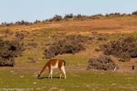 © Copyright - Raphael Kessler 2014 - Argentina - Punto Tombo - Guanaco
