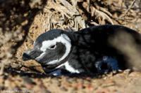 © Copyright - Raphael Kessler 2014 - Argentina - Punto Tombo - Magellan penguin