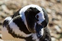 © Copyright - Raphael Kessler 2014 - Argentina - Punto Tombo - Magellan penguin
