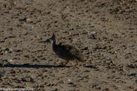 © Copyright - Raphael Kessler 2014 - Argentina - Punto Tombo