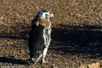 © Copyright - Raphael Kessler 2014 - Argentina - Punto Tombo - Magellan penguin