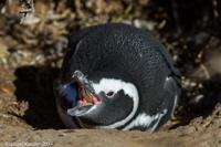 © Copyright - Raphael Kessler 2014 - Argentina - Punto Tombo - Magellan penguin