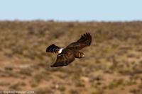 © Copyright - Raphael Kessler 2014 - Argentina - Punto Tombo - Falcon