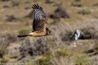 © Copyright - Raphael Kessler 2014 - Argentina - Punto Tombo - Falcon