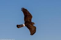 © Copyright - Raphael Kessler 2014 - Argentina - Punto Tombo - Falcon