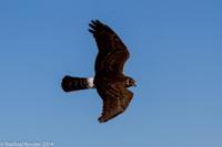 © Copyright - Raphael Kessler 2014 - Argentina - Punto Tombo - Falcon