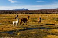 © Copyright - Raphael Kessler 2014 - Bolivia - Salar Tour Day 2