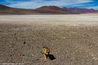 © Copyright - Raphael Kessler 2014 - Bolivia - Salar Tour Day 2