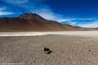 © Copyright - Raphael Kessler 2014 - Bolivia - Salar Tour Day 2