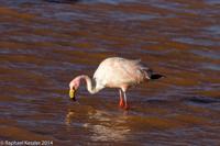 © Copyright - Raphael Kessler 2014 - Bolivia - Salar Tour Day 2