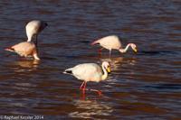 © Copyright - Raphael Kessler 2014 - Bolivia - Salar Tour Day 2
