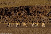 © Copyright - Raphael Kessler 2014 - Bolivia - Salar Tour Day 3