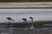 © Copyright - Raphael Kessler 2014 - Bolivia - Salar Tour Day 3