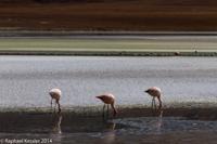 © Copyright - Raphael Kessler 2014 - Bolivia - Salar Tour Day 3