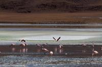 © Copyright - Raphael Kessler 2014 - Bolivia - Salar Tour Day 3
