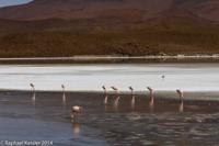 © Copyright - Raphael Kessler 2014 - Bolivia - Salar Tour Day 3