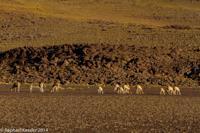 © Copyright - Raphael Kessler 2014 - Bolivia - Salar Tour Day 3