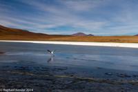 © Copyright - Raphael Kessler 2014 - Bolivia - Salar Tour Day 3