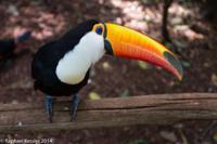 © Copyright - Raphael Kessler 2014 - Peru - Colca Canyon - hummingbird