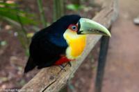 © Copyright - Raphael Kessler 2014 - Peru - Colca Canyon - hummingbird  1