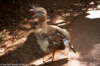 © Copyright - Raphael Kessler 2014 - Peru - Colca Canyon - bird  1